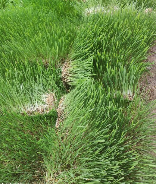 Grass