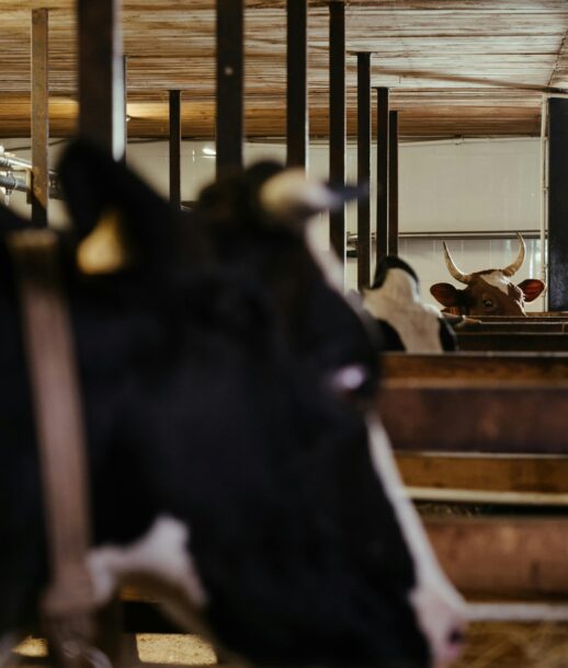 cow2