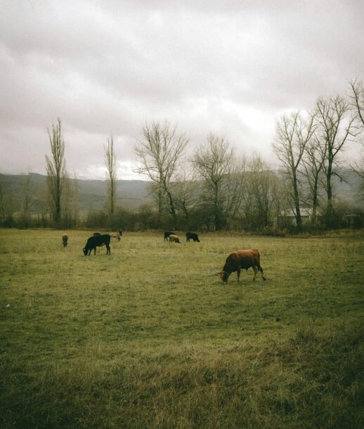farmgreencow