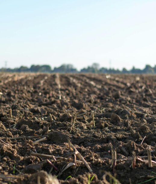 soil